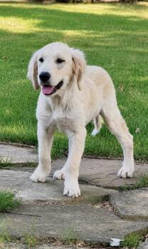 Raggles -  Great Pyrenees Dog for Adoption in Princeton, Massachusetts - Raggles | PetCurious