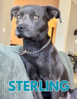 Sterling -  Pit Bull Terrier Dog for Adoption in Shalimar, Florida - Sterling | PetCurious