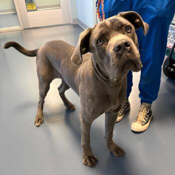 Candy Apple -  Cane Corso Dog for Adoption in Greensboro, North Carolina - Candy Apple | PetCurious