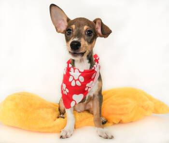 Edamame -  Terrier and Dachshund Dog for Adoption in Phoenix, Arizona - Edamame | PetCurious