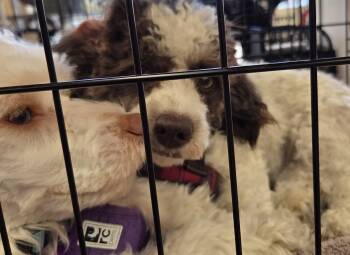 Rescue Miniature Poodle and Shih Poo Dogs for Adoption in Leduc, Alberta - Sally | PetCurious