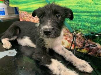 A553359 -  Terrier and Mixed Breed Dog for Adoption in Moreno Valley, California - A553359 | PetCurious