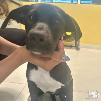 Retriever and Labrador Retriever Dogs Available for Adoption in Washington, District Of Columbia - Lil Mimi | PetCurious