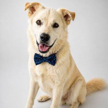 Great Pyrenees Dogs Available for Adoption in Lucas, Texas - YETI GS | PetCurious