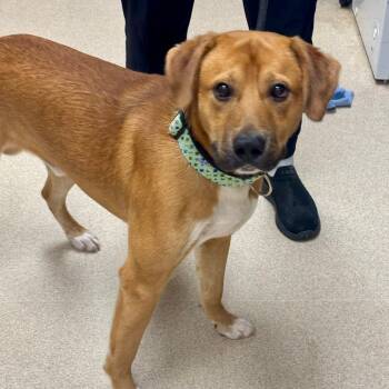 Nugget -  Labrador Retriever Dog for Adoption in Evansville, Indiana - Nugget | PetCurious
