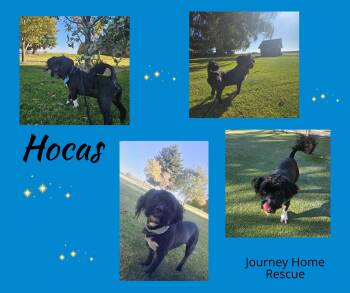 Rescue Havanese and Tibetan Terrier Dogs for Adoption in East Wenatchee, Washington - Hocas | PetCurious