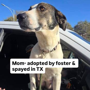 Anatolian Shepherd and Mixed Breed Dogs Available for Adoption in Parker, Colorado - 532 (2026) Dolly | PetCurious