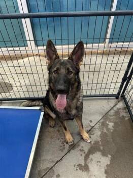 61734952 -  Mixed Breed Dog for Adoption in El Paso, Texas - 61734952 | PetCurious