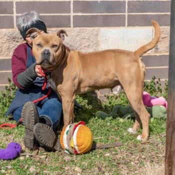 Mixed Breed Dogs Available for Adoption in Chamblee, Georgia - Walden | PetCurious