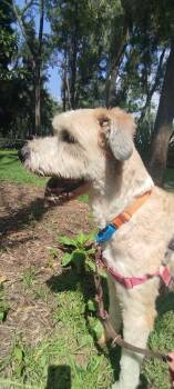 HELIOS -  Old English Sheepdog and Golden Retriever Dog for Adoption in Langley Township, British Columbia - HELIOS | PetCurious