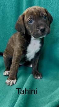 Rescue Pointer and Mixed Breed Dogs for Adoption in De Soto, Iowa - Tahini | PetCurious