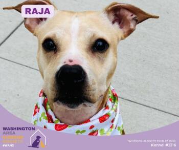 Pit Bull Terrier Dogs Available for Adoption in Eighty Four, Pennsylvania - Raja | PetCurious