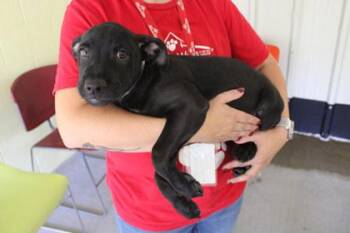 Stevie -  Labrador Retriever and Mixed Breed Dog for Adoption in Kansas City, Missouri - Stevie | PetCurious
