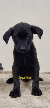 Sparkler -  Black Labrador Retriever Dog for Adoption in Marion, Mississippi - Sparkler | PetCurious