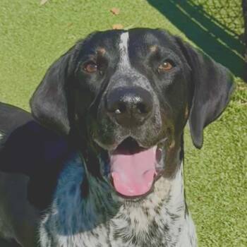 Rescue Bluetick Coonhound Dogs for Adoption in Chattanooga, Tennessee - Bristol | PetCurious