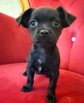 Chihuahua Dogs Available for Adoption - Malala | PetCurious