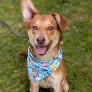 Australian Shepherd Dogs Available for Adoption - Jerry | PetCurious