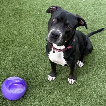 Staffordshire Bull Terrier and Mixed Breed Dogs Available for Adoption in Houston, Texas - Tina | PetCurious