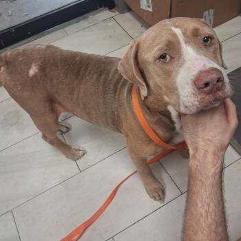 Goat -  Pit Bull Terrier Dog for Adoption in Lufkin, Texas - Goat | PetCurious