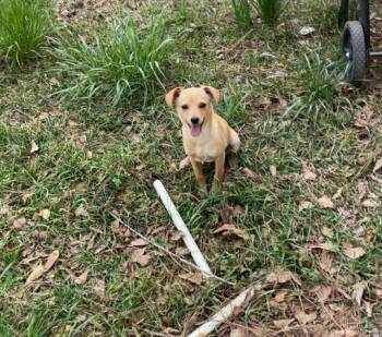 Chihuahua and Rat Terrier Dogs Available for Adoption in Union Beach, New Jersey - Joe | PetCurious