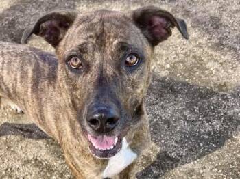 Rescue Mixed Breed Dogs for Adoption in Georgetown, Texas - Sergeant Meatball | PetCurious