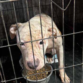 Torrie -  Pit Bull Terrier Dog for Adoption in Anahuac, Texas - Torrie | PetCurious