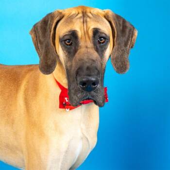 Great Dane Dogs Available for Adoption - PONY BOY | PetCurious