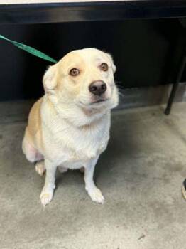 Toby -  Beagle and Labrador Retriever Dog for Adoption in Bowling Green, Kentucky - Toby | PetCurious