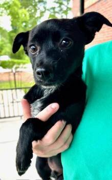Rescue Chihuahua Dogs for Adoption in Ladson, South Carolina - Smoky | PetCurious