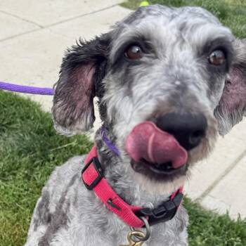 Goldendoodle Dogs Available for Adoption in Manassas, Virginia - Talon (ID 50935/1099) | PetCurious