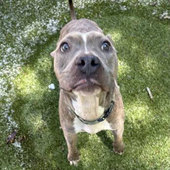 Violet -  Mixed Breed Dog for Adoption in South Burlington, Vermont - Violet | PetCurious