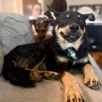 Ursa -  Mixed Breed Dog for Adoption in Buffalo, Minnesota - Ursa | PetCurious