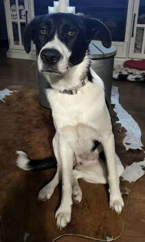 Rescue Border Collie Dogs for Adoption in Rockaway, New Jersey - Inara Lonestar | PetCurious