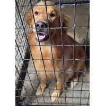Fox -  Golden Retriever Dog for Adoption in Kingman, Kansas - Fox | PetCurious