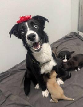 Border Collie and Husky Dogs Available for Adoption - Paulina | PetCurious
