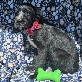 Glen Of Imaal Terrier and Belgian Shepherd Malinois Dogs Available for Adoption - Bo Peep | PetCurious