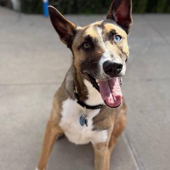 MUSH **Courtesy Post** -  Belgian Shepherd Malinois and Mixed Breed Dog for Adoption in Los Angeles, California - MUSH **Courtesy Post** | PetCurious