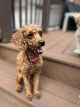 Penny Lane -  Miniature Poodle Dog for Adoption in Thornwood, New York - Penny Lane | PetCurious