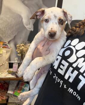 Australian Shepherd and Cattle Dog Dogs Available for Adoption in Phoenix, Arizona - Solar | PetCurious