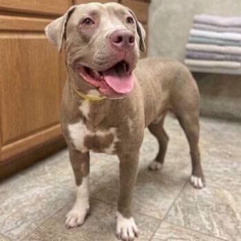 Happy Feet -  Mixed Breed Dog for Adoption in Buffalo, Minnesota - Happy Feet | PetCurious