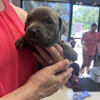 Audrey B -  American Bully Dog for Adoption in Dyersburg, Tennessee - Audrey B | PetCurious