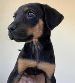 Rescue Doberman Pinscher Dogs for Adoption in Oakland, California - Lisa Lisa | PetCurious