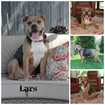 Rescue Terrier Dogs for Adoption in Sioux Falls, South Dakota - Lars | PetCurious