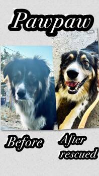 PawPaw -  Australian Shepherd and Great Pyrenees Dog for Adoption in Pumpkin Center, California - PawPaw | PetCurious