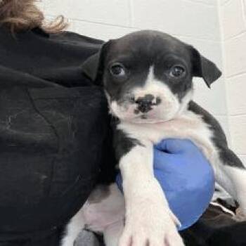 New Hampshire -  Mixed Breed Dog for Adoption in Indianapolis, Indiana - New Hampshire | PetCurious