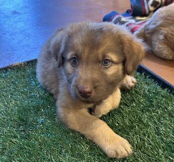 Bonnie (Toy Story 5) -  Shepherd Dog for Adoption in Woodside, California - Bonnie (Toy Story 5) | PetCurious