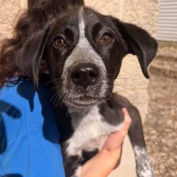 Tonya -  Mixed Breed Dog for Adoption in Waterloo, Iowa - Tonya | PetCurious