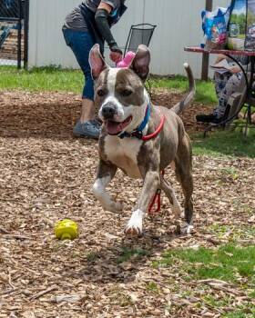 Willy Dean -  Mixed Breed Dog for Adoption in Chamblee, Georgia - Willy Dean | PetCurious