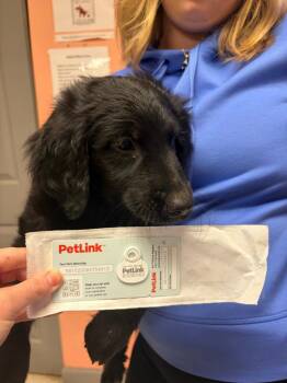 Dorsey Brown Pup 3 -  Setter and Great Pyrenees Dog for Adoption in Morgantown, Kentucky - Dorsey Brown Pup 3 | PetCurious