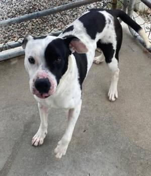 Oreo -  Pit Bull Terrier Dog for Adoption in Manning, South Carolina - Oreo | PetCurious